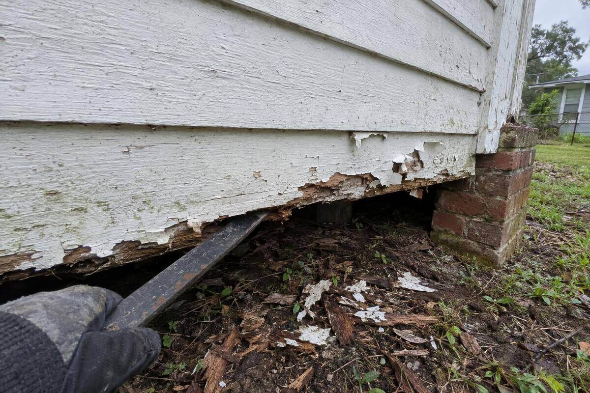 Rotted bottom courses of painted wood lap siding on an older house with a flat pry bar wedged behind one board and flakes of paint on the ground
